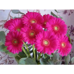 کرم عرب عامری